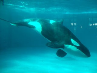 ワ 水族館 鴨川シーワールド編２ けみょのルーム