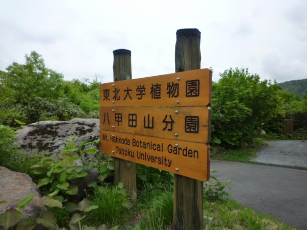 新緑と残雪の八甲田山 緑の中の水色日記