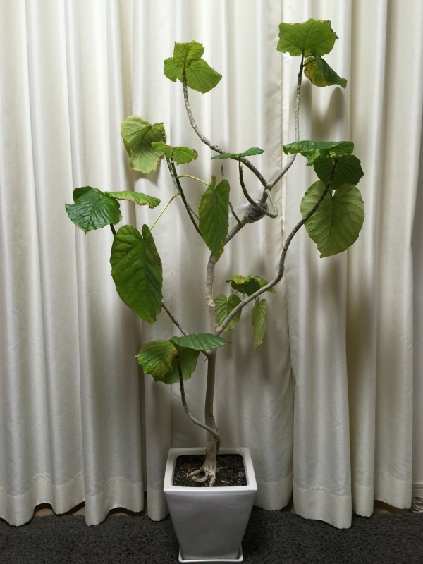 １着でも送料無料 ウンベラータ 植物 観葉植物