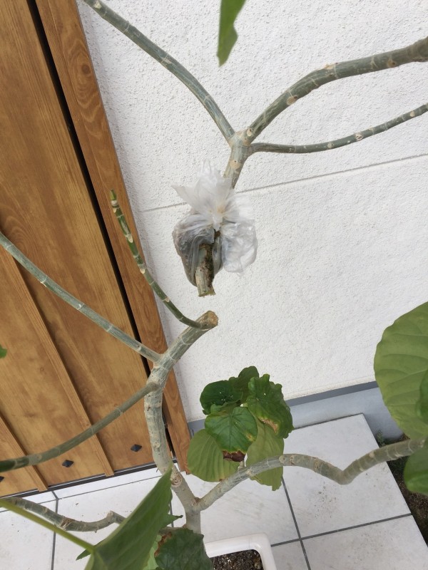 値引きする フィカス ウンベラータ 取り木枝 挿し木用 発根済みです 確認をお願いします 植物 観葉植物