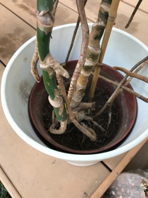 観葉植物のコバエ対策 週末ガーデニング Dash庭