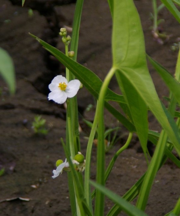 オモダカ 土のうた