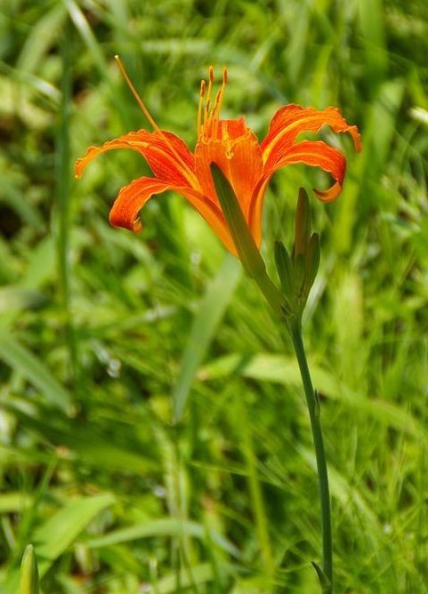 ヤブカンゾウ 土のうた