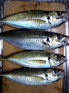 金アジ30cm 東京湾特派員報告 16 土のうた 金アジ30cm 東京湾特派員報告 16 土のうた