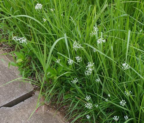 ニラの花 野生 土のうた