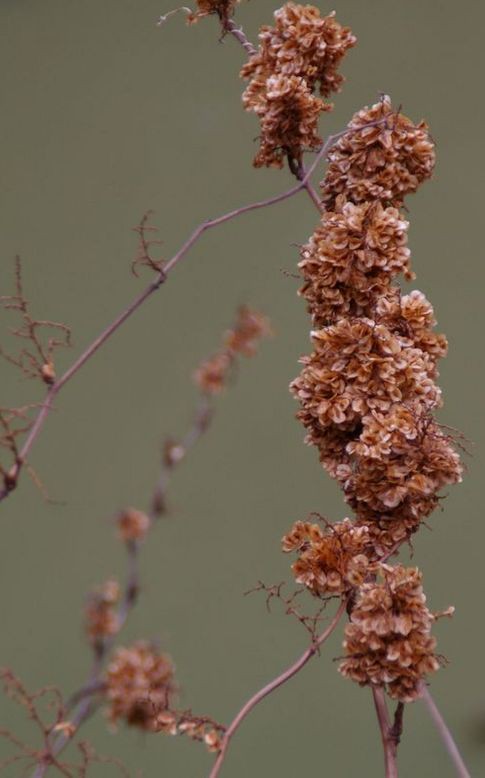 イタドリ 何の花 番外編 土のうた