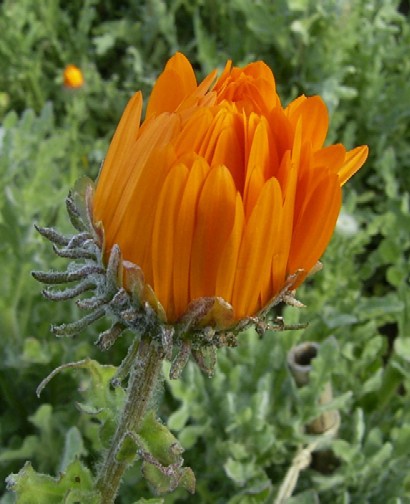 花摘み畑の花 4 ベニジュウム ソラマメ 土のうた