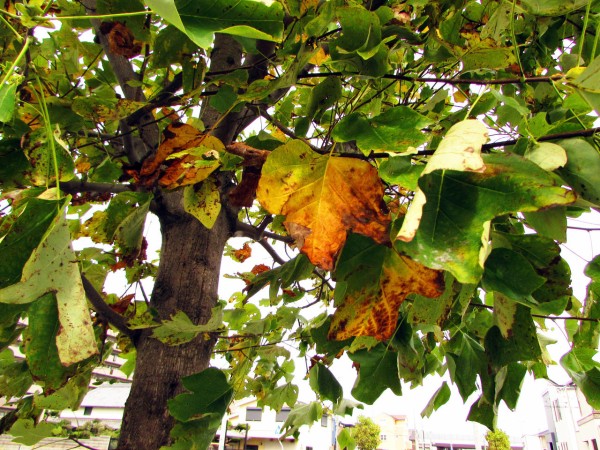 植物 街路樹も紅葉始まり 写真あり ご近所撮影紀行 空から地上から