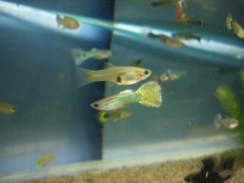 東京タワー水族館 よぉすけず Cafe