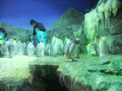 大阪旅行 ユニバーサルスタジオジャパン 海遊館 よぉすけず Cafe