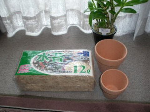 デンドロビウムの植替え よぉすけず Cafe