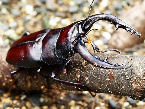 クワガタムシ よぉすけず Cafe