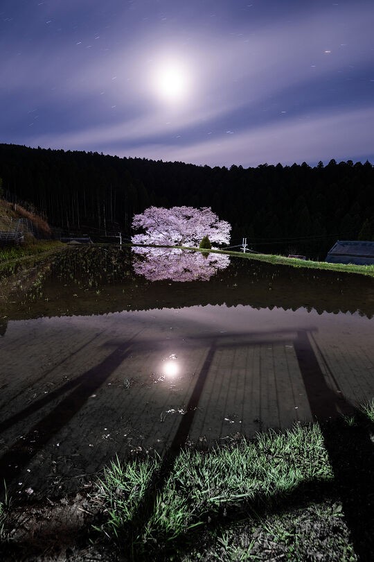 月光下の諸木野の桜 : 宵闇写真館・ブログ