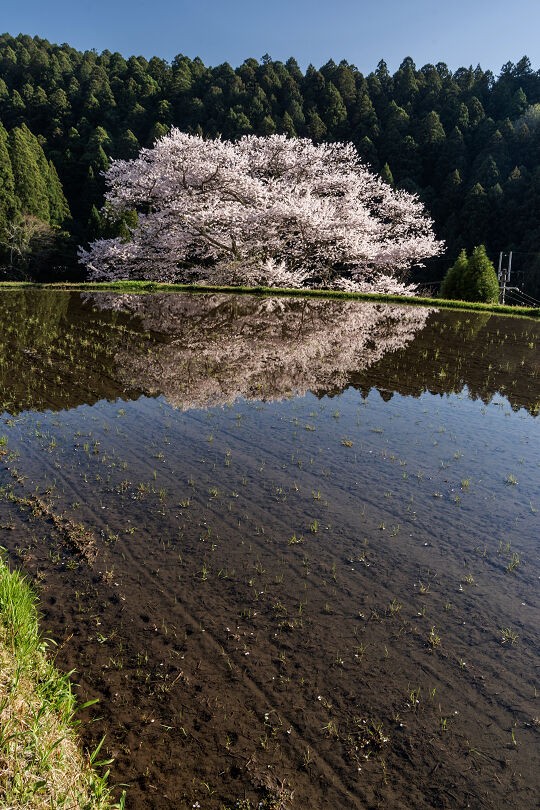 月光下の諸木野の桜 : 宵闇写真館・ブログ