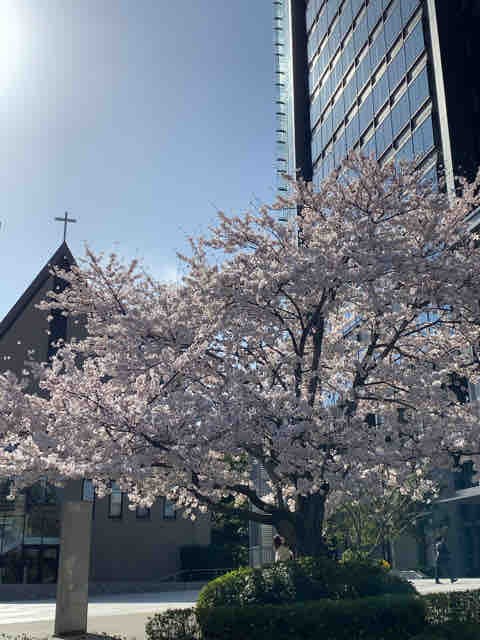 飯田橋から見た桜 徒然彩菜