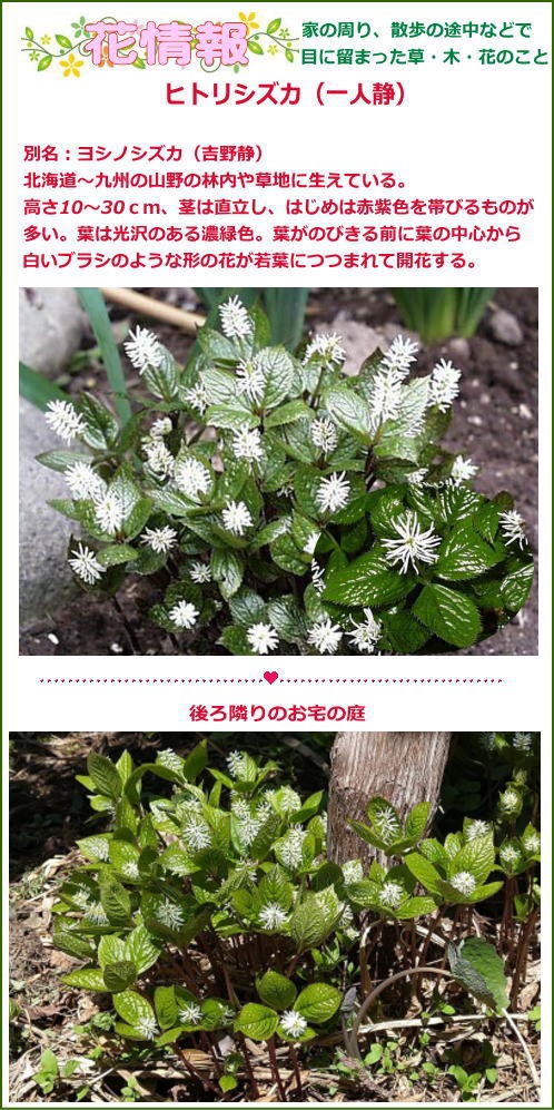 ヒトリシズカ 一人静 花日記
