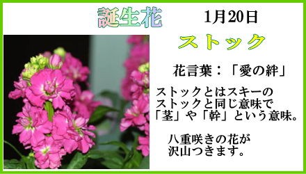 1月日 誕生花 花日記