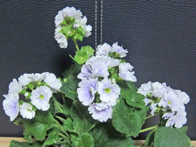皮膚のかぶれ 花日記
