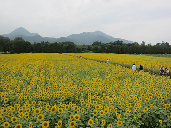 矢巾町煙山のひまわり畑 花日記