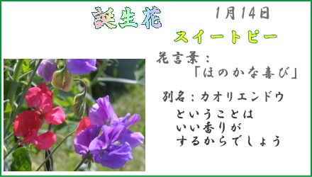 1月14日 誕生花 花日記