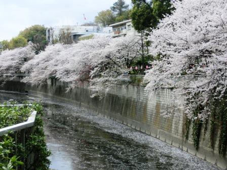 神田川桜並木と椿山荘 毎度ようこです