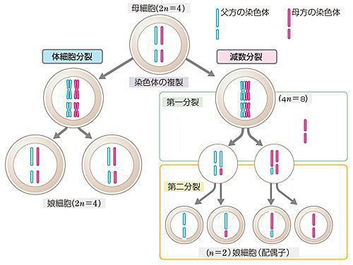 自由課題 減数分裂 生殖細胞を作る Pararinpoppin In Hell