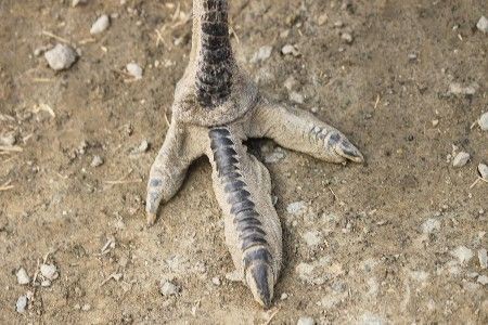 聖書における駝鳥 ダチョウ の位置づけ 永野牧師の部屋第１