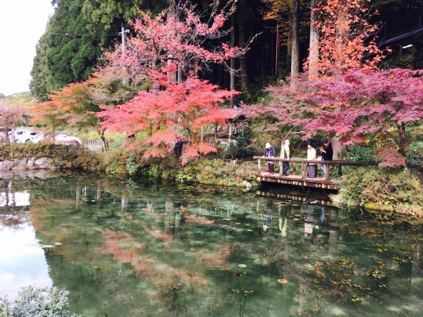 秋の モネの池 岐阜県関市 へマイカーで行く人は必見 これは都会では味わえないですね 私のなんでも日記