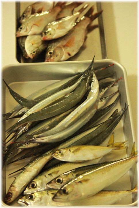釣りに行った日の 献立 さよりのお刺身 骨せんべいなどなど よめ膳 Yomeカフェ Powered By ライブドアブログ 釣りに行った日の 献立 さよりのお刺身 骨せんべいなどなど よめ膳 Yomeカフェ Powered By ライブドアブログ