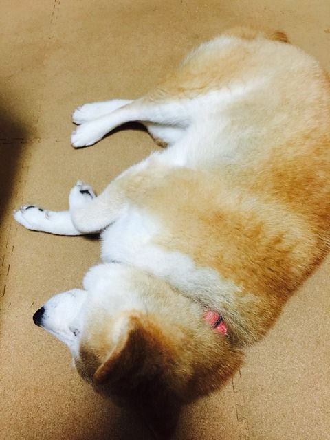 犬も夢を見る きになる話のあれやこれ