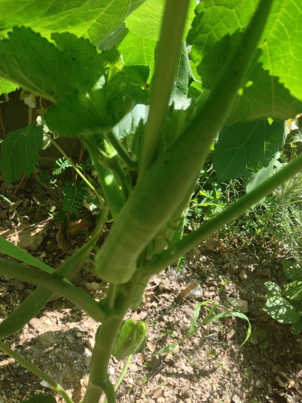 オクラ収穫 アブラムシがすごいことに 花と野菜ブログ