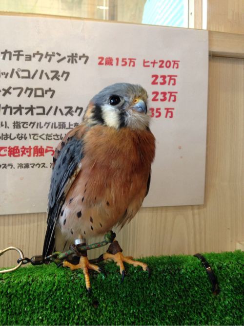 フクロウカフェこと東京木場の 鳥のいるカフェ が天国 その2 かわいい写真編 ヨノハテ