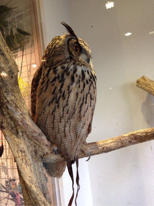 フクロウカフェこと東京木場の 鳥のいるカフェ が天国 その2 かわいい写真編 ヨノハテ