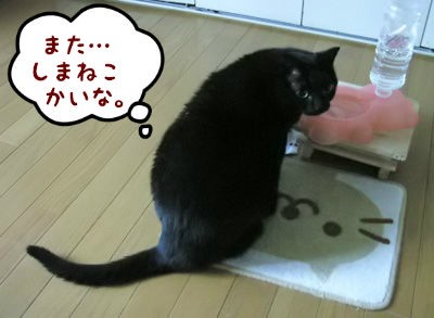 まいねこ３家のお留守番 ｃａｖａ な日々