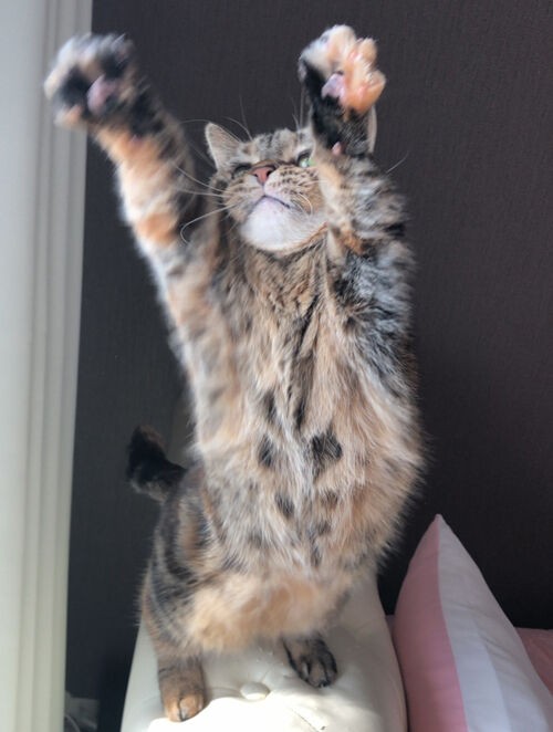 お留守番ニャでぇ チェルシー ミルキー こはる cava な日々 お留守番ニャでぇ チェルシー ミルキー こはる cava な日々