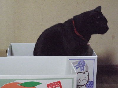 愛猫専用段ボール にゃんボール 黒猫な日常 クロネコ 黒龍 酒とロックな日常