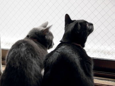 初めての雪 小姫 小夏 編 黒猫な日常 クロネコ 黒龍 酒とロックな日常