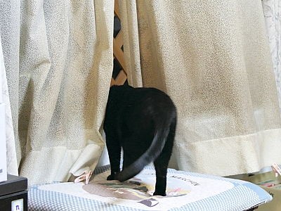 脱走防止 対策 窓用ラティス 黒猫な日常 クロネコ 黒龍 酒とロックな日常