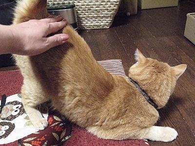 換毛期だから お尻トントン 黒猫な日常 クロネコ 黒龍 酒とロックな日常