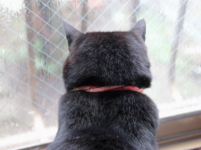 初めての雪 小姫 小夏 編 黒猫な日常 クロネコ 黒龍 酒とロックな日常