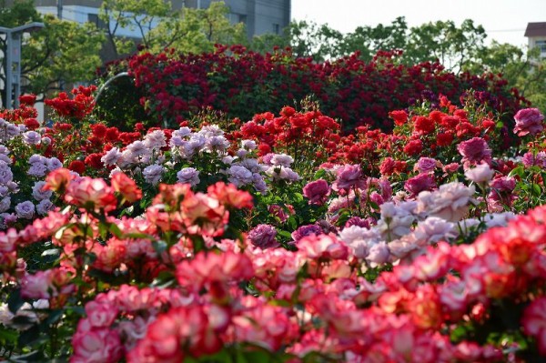 福山バラ公園 ヨレヨレライダーのどたばた日記 福山バラ公園 ヨレヨレライダーのどたばた日記