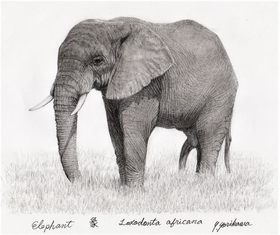Elephant アフリカゾウ（Loxodonta africana） : ネット絵師