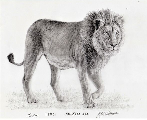 Lion ライオン ネット絵師 独言の鉛筆画