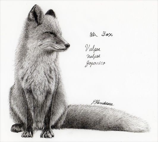 Fox 狐（Kitsune）Vulpes Vulpes Japanica : ネット絵師・独言の鉛筆画