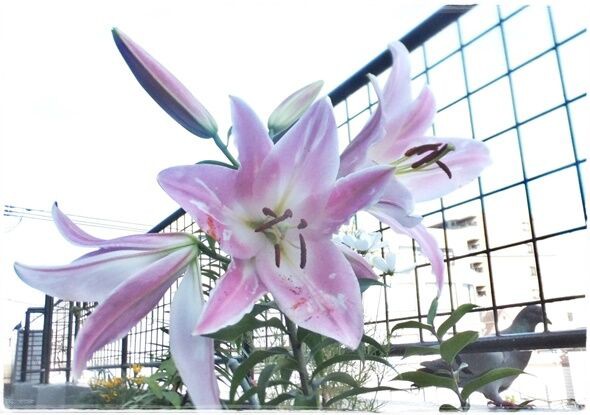 百合の花 明け暮れ