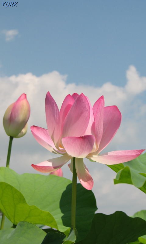 壁紙・待ち受け 蓮の花 第一弾 : エトランゼ～異邦人～