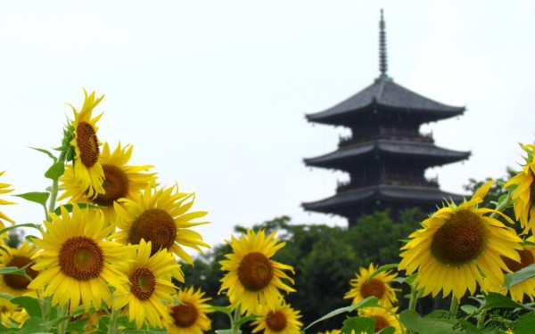 壁紙 向日葵と五重塔 エトランゼ 異邦人
