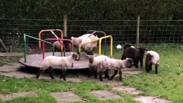 ロックダウン中のイギリスで子羊の群れが回転遊具に集結 めっちゃ回ってるんやがｗｗｗｗｗ アトリビュート海外