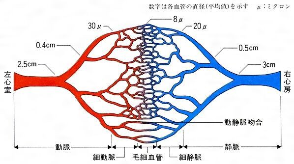 血圧と毛細血管 葦の気づきノート 血圧と毛細血管 葦の気づきノート