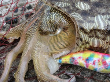 パイレーツ オブ Fish Scratch